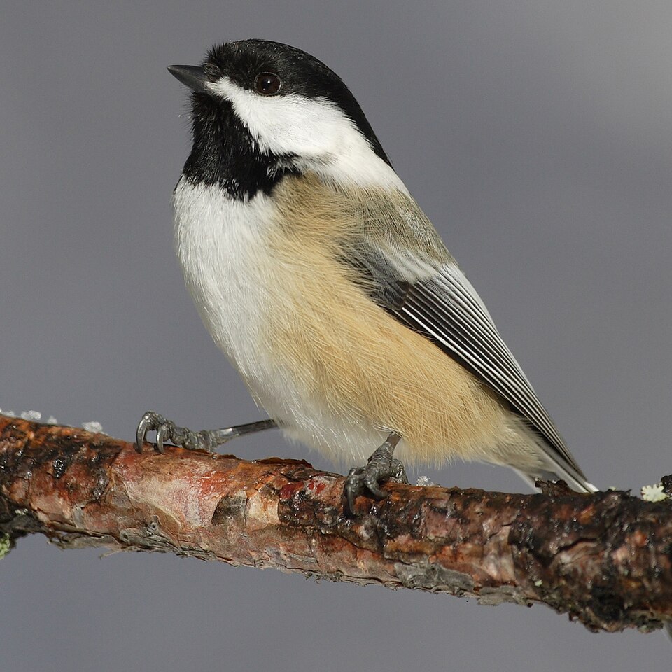 Black-capped Chickadee, the state bird of Maine